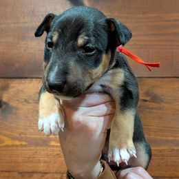 Prince - Black and tan male Miniature Bull Terrier puppy in London, Kentucky from Barton's Miniature Bull Terrier