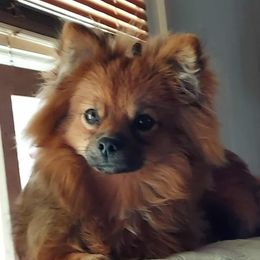 Sophie - Pomeranian