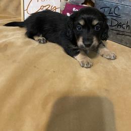 Tilly - Black and cream female Dachshund puppy in Smicksburg, Pennsylvania from TLC Dachshunds