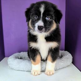 Raven3Boy2- BTM,LONGtail,AKC,OFAs,Genetics - Black tri-color male Australian Shepherd puppy in South Hill, Virginia from Silverside Aussies LLC