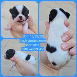 Black spotted - Black and white male Chihuahua puppy in Vineland, New Jersey from Royal Companion's