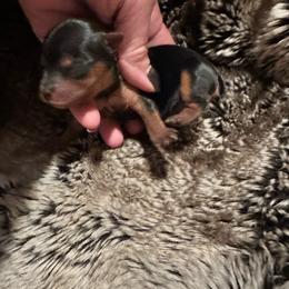 Dancer - Black and tan male Yorkshire Terrier puppy in Rockdale, Texas from Susie’s Sassy Yorkies