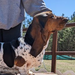 Reign - Basset Hound