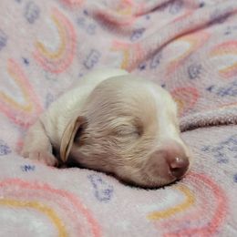 Princess Peach - Cream female Dachshund puppy in El Cajon, California from Lisa Buxton