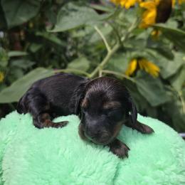 Rufus - Chocolate and tan male Dachshund puppy in Otisville, Michigan from Green Thumb Farms