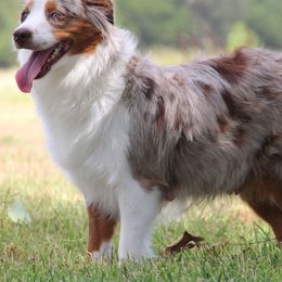 Miniature Australian Shepherds from Tin Rag Australian Shepherds