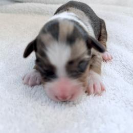 Miniature Australian Shepherd Puppies from Aussie Gems