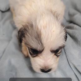 Girl 5 - White and badger female Great Pyrenees puppy in Nicholson, Georgia from Pony Trail Farm