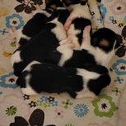 litter of 5 - Biewer Terrier puppy in Chesapeake, Virginia from Bellissima Biewers & Yorkies