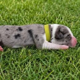 Border Collie puppies from Team Reeves Ranch