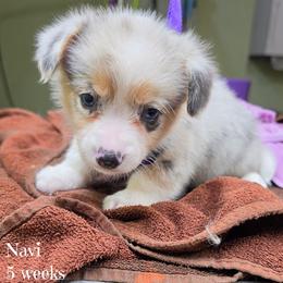 Queso - Blue merle and white female American Corgi puppy in Mansfield, Ohio from Moonrise corgis