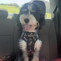 Pepper - Bernedoodle