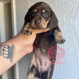 Cristina - Chocolate and tan female Dachshund puppy in Hornbeck, Louisiana from A&Z Mini Dachshunds