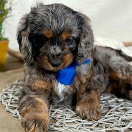 Blue boy - Merle male Cavapoo puppy in Waukesha, Wisconsin from Bernedoodle Boutique (and Cavapoos)