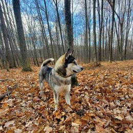 Siberian Huskies from Sunrise Siberians
