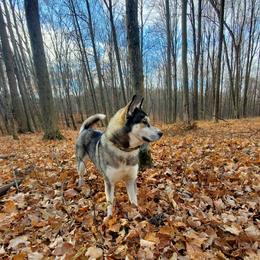Siberian Huskies from Sunrise Siberians