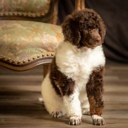 Poodle Puppies from Setting the Standard Poodles