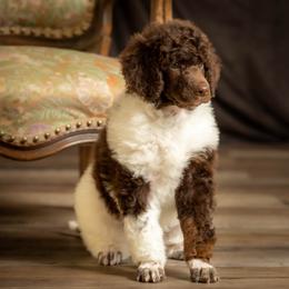 Poodle Puppies from Setting the Standard Poodles