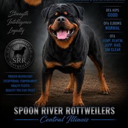 Kane - Rottweiler