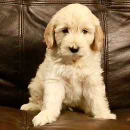 Goldendoodle Puppies from 307 Mini Goldendoodle
