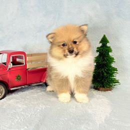 Blue sable tri boy ACA - Orange sable male Pomeranian puppy in Princeton, New Jersey from PureLove Poms.