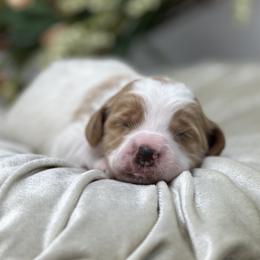 Zinnia - Parti female Goldendoodle puppy in Queen Creek, Arizona from Goldendoodle AZ