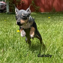Gatsby - Black and tan male American Hairless Terrier puppy in Buckingham, Illinois from Gaus Hof