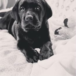 Labrador Retriever Puppies from Iron Lion