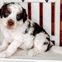 Madeleine - Australian Labradoodle puppy from Southern Meadows Doodles