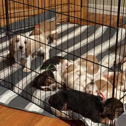 Basset Hound Puppies from CK Beagles & Bassets