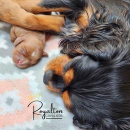 Cavalier King Charles Spaniel Puppies from Royalton Cavaliers