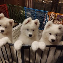 Borzoi and Samoyed Puppies from Kalabria