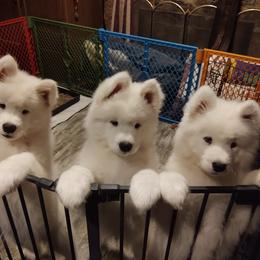 Borzoi and Samoyed Puppies from Kalabria