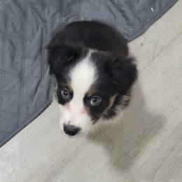 Onyx - Black tri-color female Australian Shepherd puppy in Kenosha, Wisconsin from Out of this World Aussies