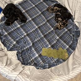 Labradoodle Puppies from LG Labradoodles