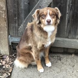 Kiki - Miniature Australian Shepherd
