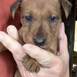 Irish Terrier and Scottish Terrier Puppies from Avonlea Terriers