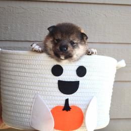 Boo - Sesame male Shiba Inu puppy in Napa, California from Shinin Shibas
