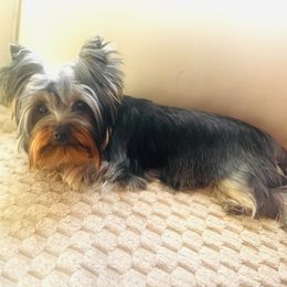 Goldie - Blue and gold female Yorkshire Terrier puppy in De Motte, Indiana from Narnian Yorkies