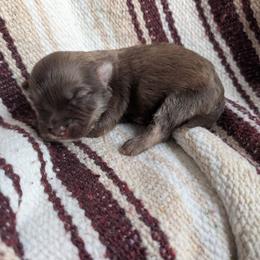 Boy 2 - Chocolate sable male Havanese puppy in Sebastian, Texas from Third Coast Havanese