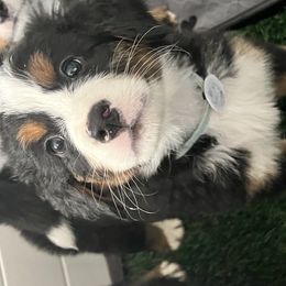 Bernese Mountain Dog Puppies from Berner Bud Farm