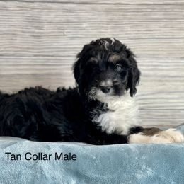 Aussiedoodle and Bernedoodle Puppies from North 40 Doodles