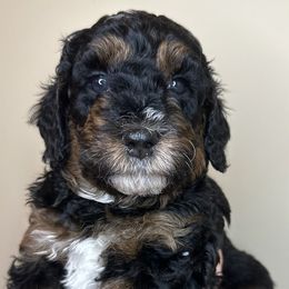 Pam - Tri-color Bernedoodle puppy in Arab, Alabama from ConkleDoodlePoos