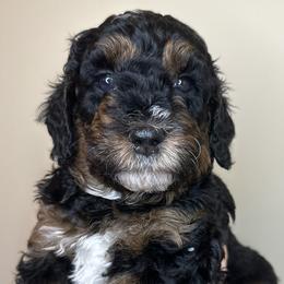 Pam - Tri-color Bernedoodle puppy in Arab, Alabama from ConkleDoodlePoos