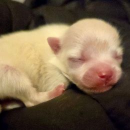 Jingle - White male Pomeranian puppy in Oak Forest, Illinois from Illinois Poms