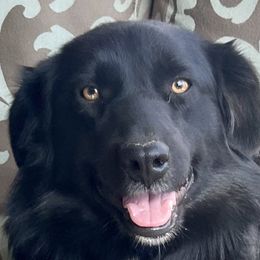 Bingo - Miniature Australian Shepherd