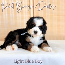 Light Blue Boy - Tri-color male Bernedoodle puppy in Rochester, New York from Point Breeze Doodles, LLC