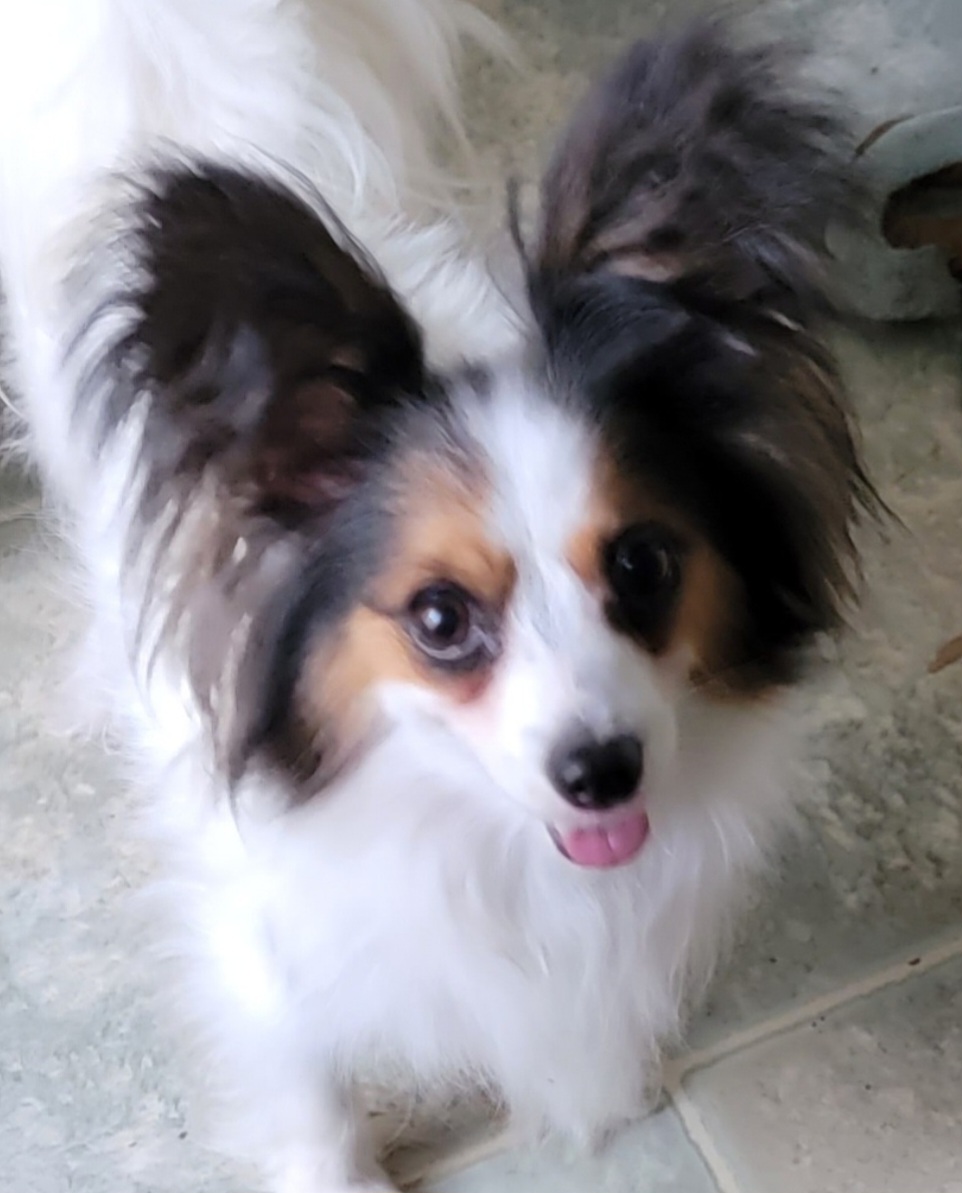 Riley - Papillon