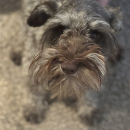 Drago - Miniature Schnauzer