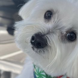 Cavapoochons, Maltese, Maltipoos, Morkies, Yorkipoos, and Yorkshire Terriers from MC Kennels